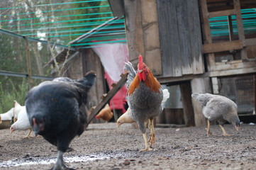 free range chickens