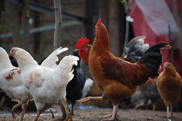 rooster and hens