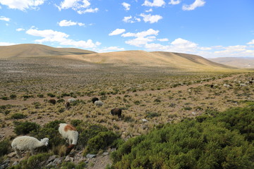 Peruvian Landscape on the way to Arequipa