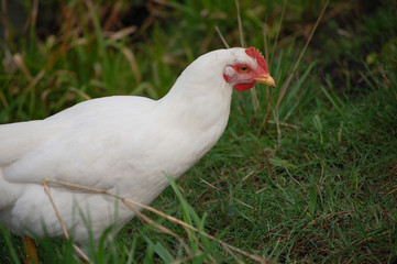 white chicken