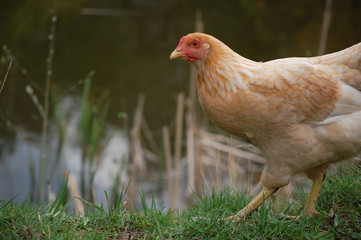 free range chicken