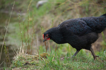 black hen