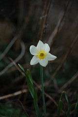 white and yellow flowers