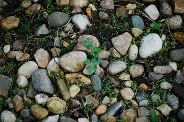 stones and grasses