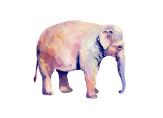 
Big animal Asian elephant. Watercolor print. Printing typography for children's books.