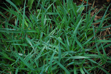 green grass with water drops