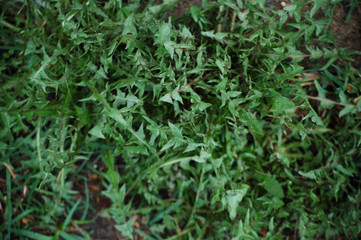 green grass background
