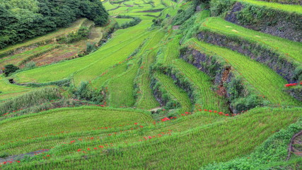 彼岸花咲く浜野浦の棚田