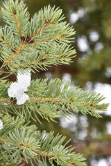 Trees and their leaves in the snow