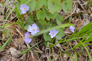 Jeffersonia flowers dubious in a clearing