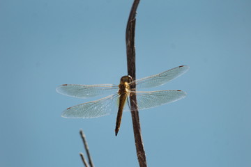 dragonfly on blue sky