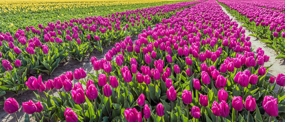 Converging flower beds with bright purple blooming tulip bulbs