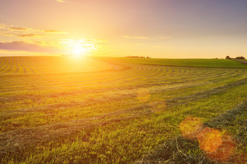 Sunset or sunrise at cultivated land in the countryside on a summer evening with blue sky...