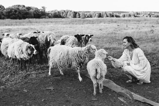 Young woman with sheep on the field. Black and white photo of girl with sheep.