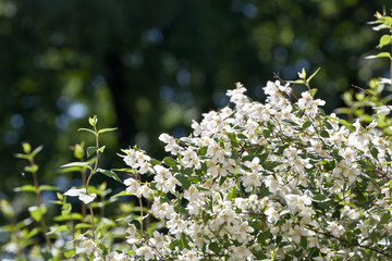 Many flowers jasmine in spring garden