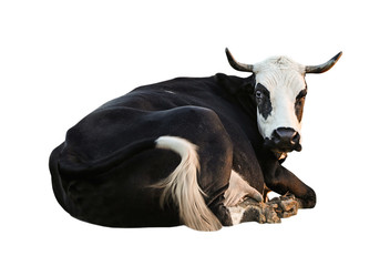 Beautiful cow on white background. Animal husbandry