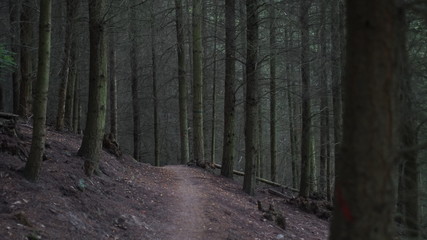 dark forest in alsace, near colmar.