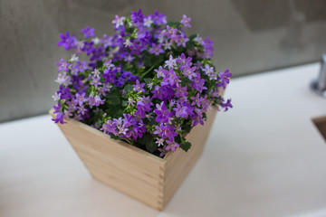 Purple flowers in a pot on the table.