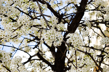Photo of some white flowers in a tree during a sunny day