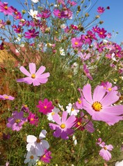 Fototapeta premium Pink flowers blossom with cottage house in the background
