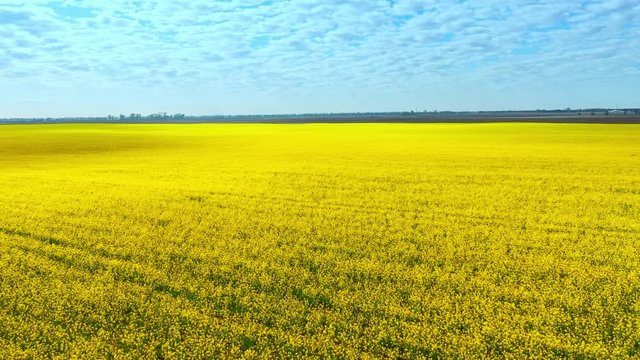 aerial drone footage of field of yellow rape against the blue sky
