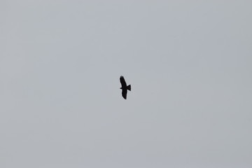 kreisender Greifvogel