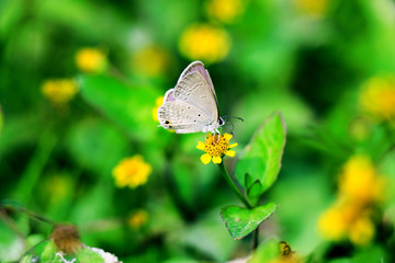 Beautiful Butterfly flying in to flower to flower