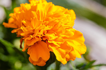 close up of orange and yellow marigold