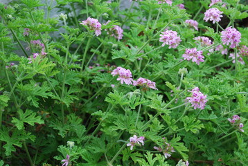 Outdoor Citronella Plant with Floral