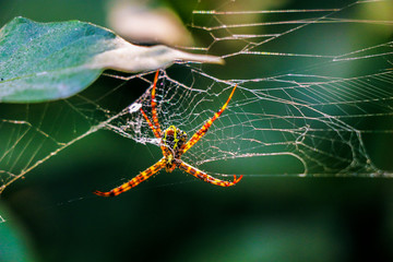 Poisoning Spider on the net