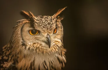Deurstickers Selective focus shot of a great horned owl © Sebastiaan/Wirestock