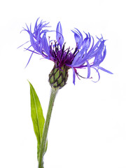 Detail of a blue Cornflower (Centaurea cyanus) with green leaves, isolated on a white background