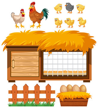 Chicken coop and many chickens on white background