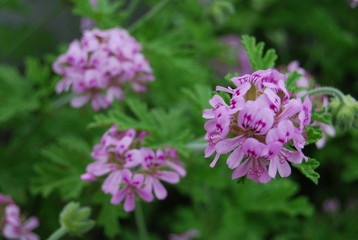 Outdoor Citronella Plant with Floral