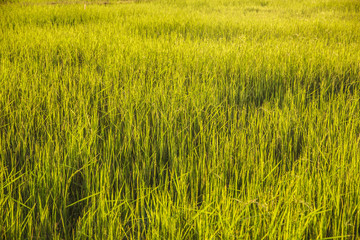 Sunset at the rice paddy field