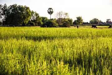 Sunset at the rice paddy field