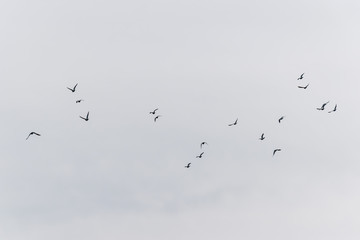 A flock of urban pigeons flying high in the gloomy cloudy gray sky in winter