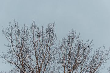 A flock of ravens perched on a treetop of a leafless tree against the background of a gloomy cloudy sky in winter