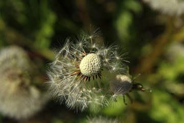 Dandelion white seeds closeup on blurry grass background