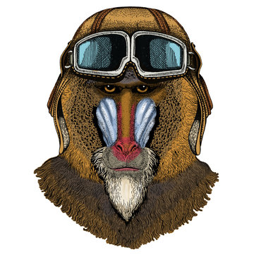 Baboon, monkey, ape. Head, portrait of animal. Vintage aviator helmet with googles.
