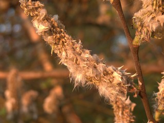 wiosna macro zachód © Felicjan