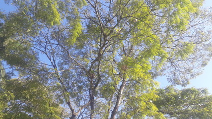 sky blue and green tree