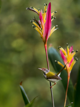 Common Tailorbird (Orthotomus sutorius) perched on the stem of a vibrant tropical Heliconia flower in a natural garden setting.