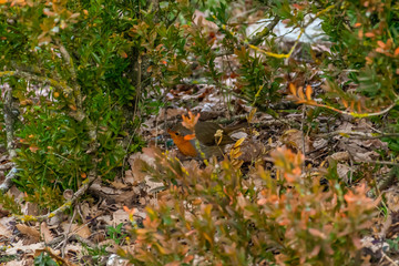 A European robin bird perched on the ground in an autumn forest in the natural park of Congost de Mont-rebei (Spain)