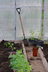we plant tomato seedlings in the greenhouse on the bed, shovel and seedlings in the greenhouse, the summer season is open