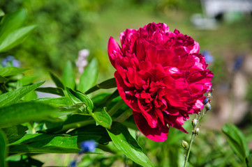Bauernrose mit voller rot-pinker Blüte