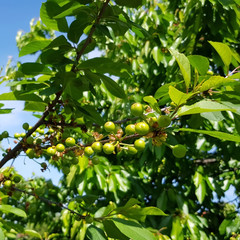 Sour cherry tree close up