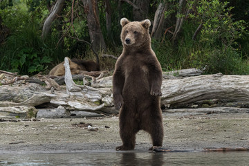 Brown bear standing out and looking his next snack in the wild Kamchatka, far east Russia 
