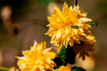 Żółte leśne kwiaty. © Roman Trojanowski