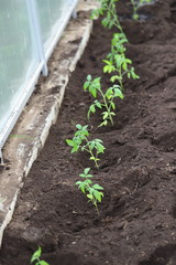 we plant tomato seedlings in the greenhouse on the bed, shovel and seedlings in the greenhouse, the summer season is open